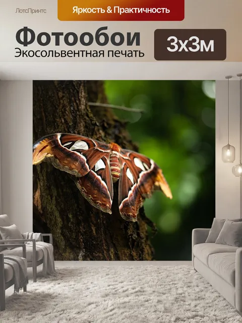 Фотообои Бабочка