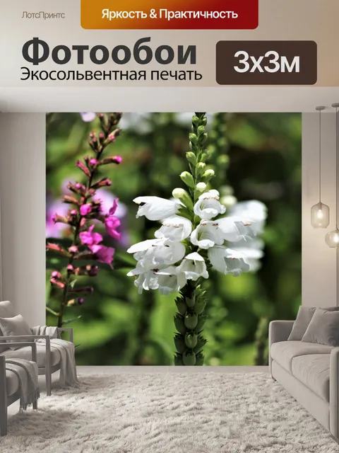 Фотообои Розовые и белые цветы Сальвии