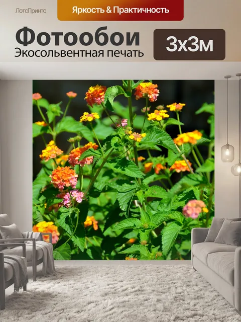 Фотообои Красочные Лантана Цветы
