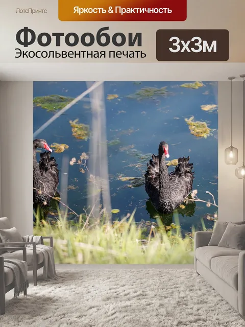 Фотообои Лебеди