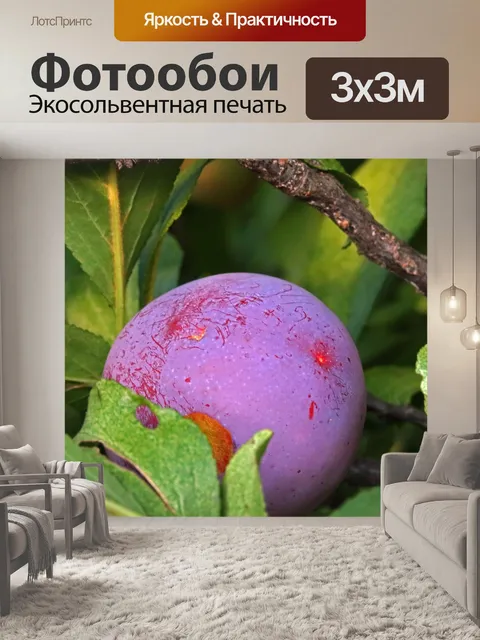 Фотообои созревающая слива на сливовом дереве