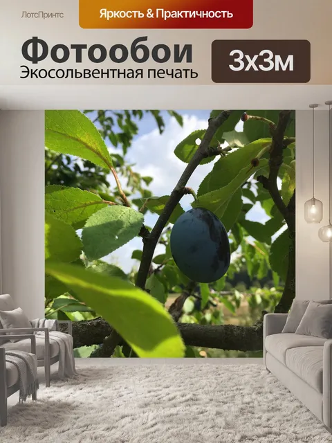 Фотообои Сливы