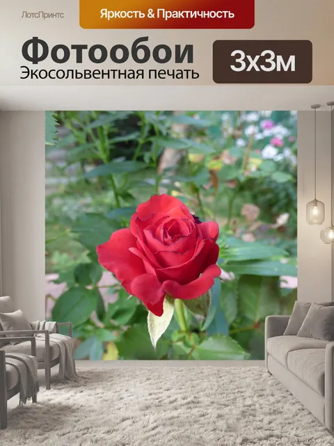 Фотообои Роза