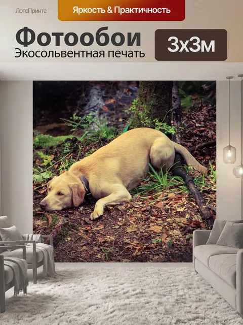 Фотообои Собака