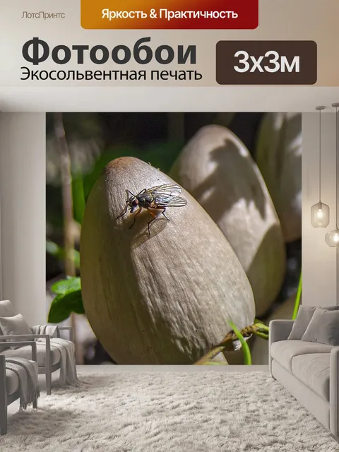 Фотообои Грибы