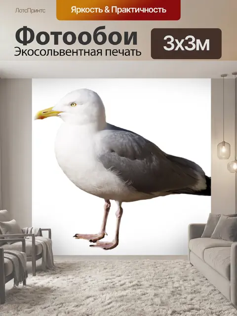 Фотообои Чайка