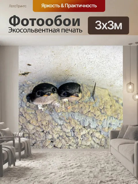 Фотообои House martins