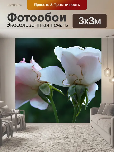 Фотообои Розы