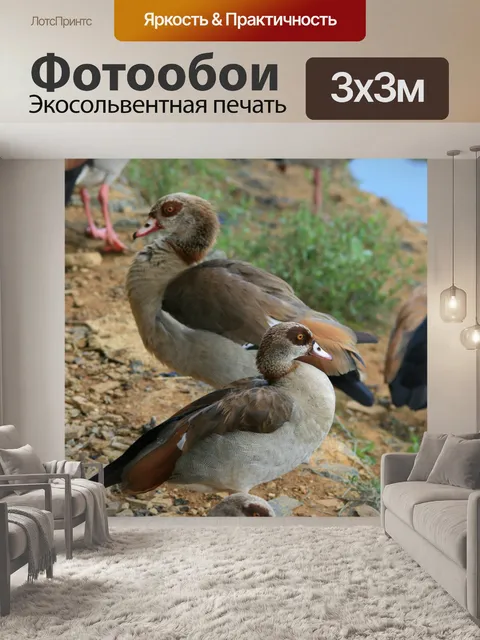 Фотообои египетские гуси в краю пруда