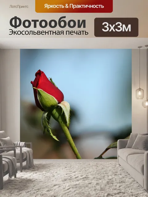 Фотообои Роза