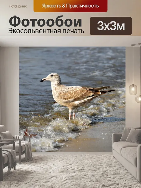Фотообои Чайка