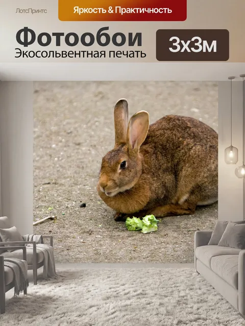 Фотообои Bunny Rabbit