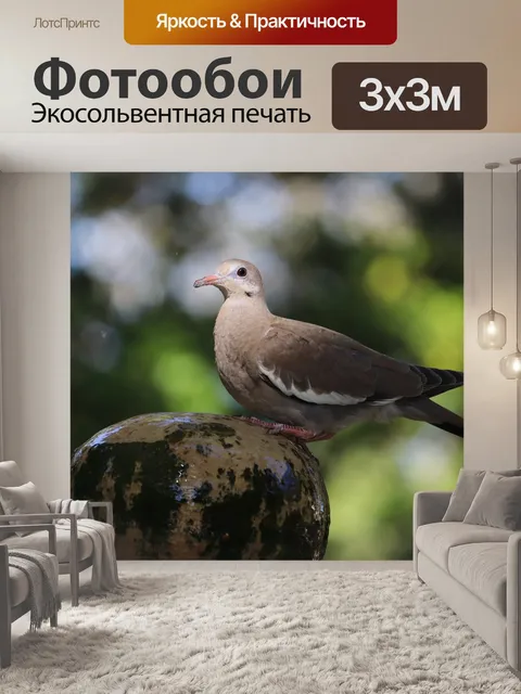 Фотообои Голубь