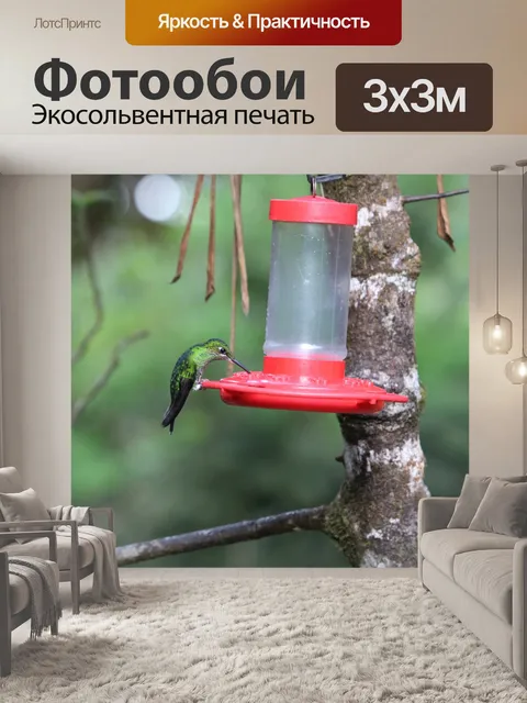 Фотообои Коста-Рика Колибри