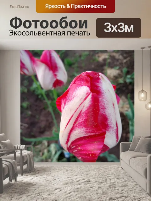 Фотообои Тюльпаны
