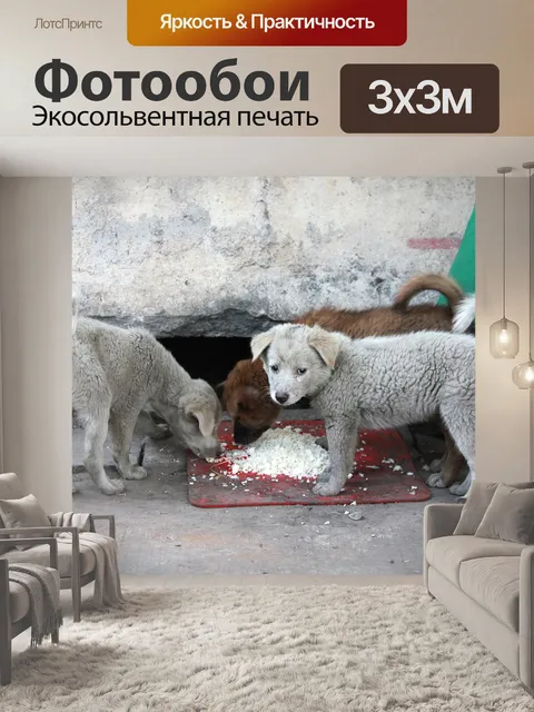 Фотообои Бездомный