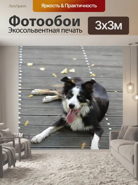 Фотообои Бордер-колли