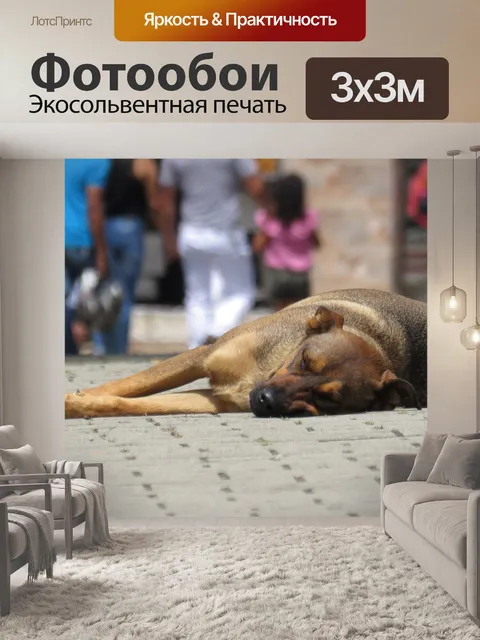 Фотообои Собака