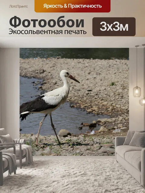Фотообои Аист