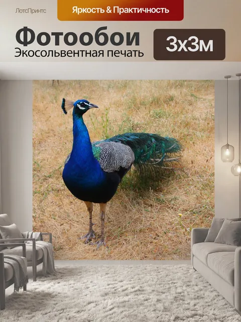 Фотообои Павлин