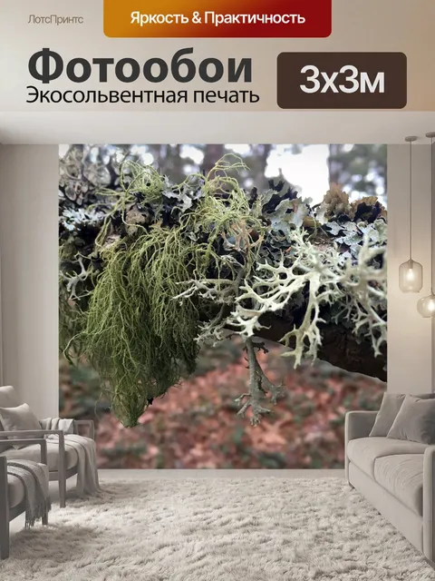 Фотообои Лес
