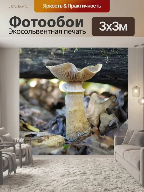 Фотообои Хаба