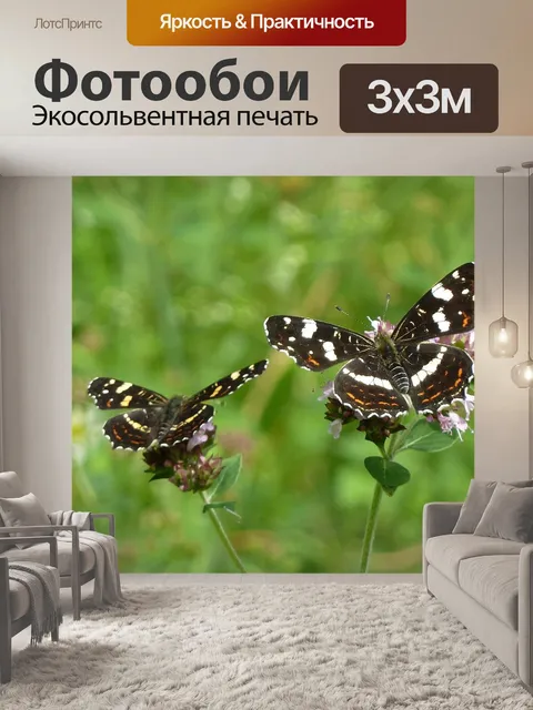 Фотообои Две бабочки