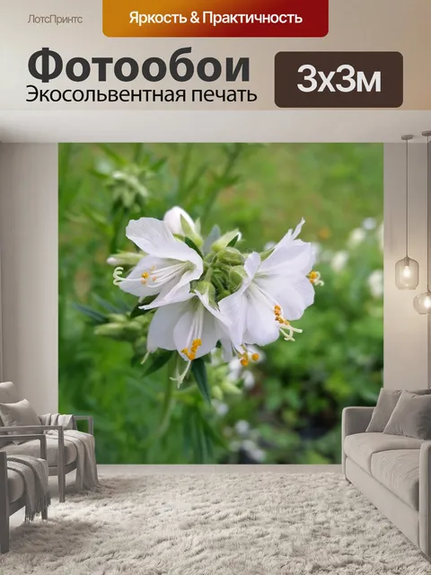 Фотообои Цветы