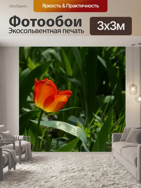 Фотообои Тюльпан