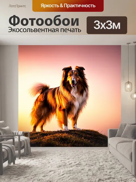 Фотообои грубая колли, стоящая на вершине холма во время заката, с золотыми и розовыми оттенками неба на фоне