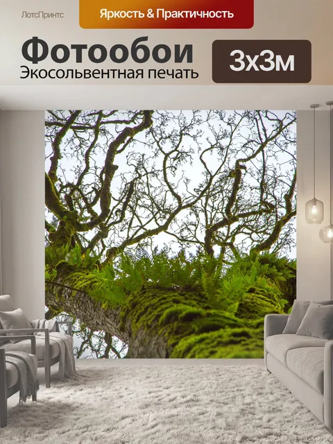 Фотообои Старое дерево