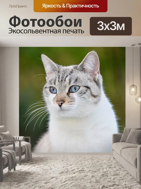 Фотообои Кошка