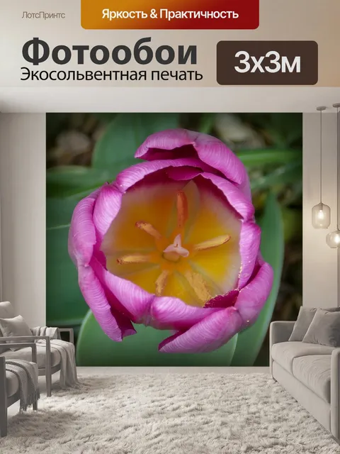 Фотообои Тюльпаны