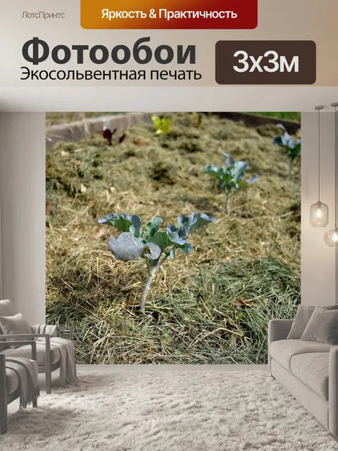 Фотообои Брокколи