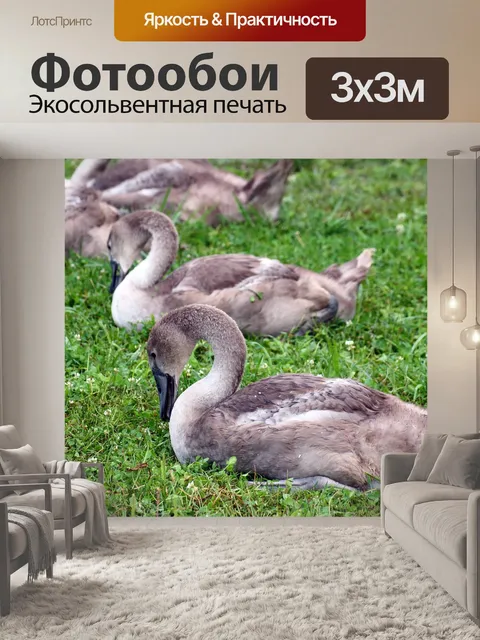 Фотообои Лебеди