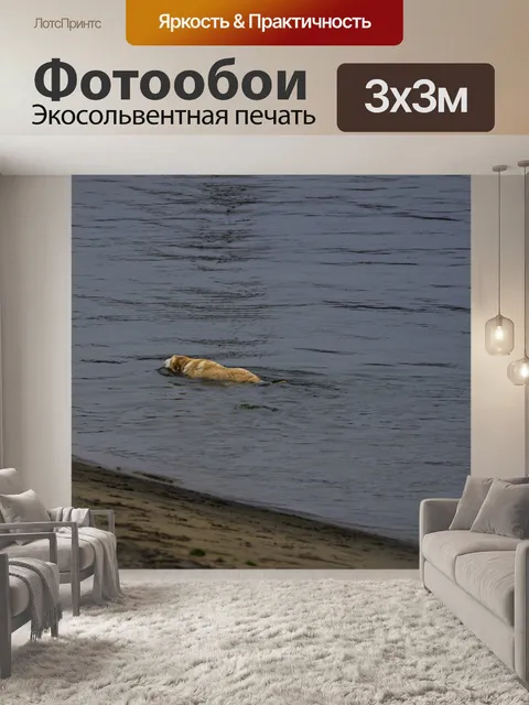 Фотообои собака в воде