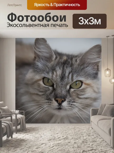 Фотообои Кошка