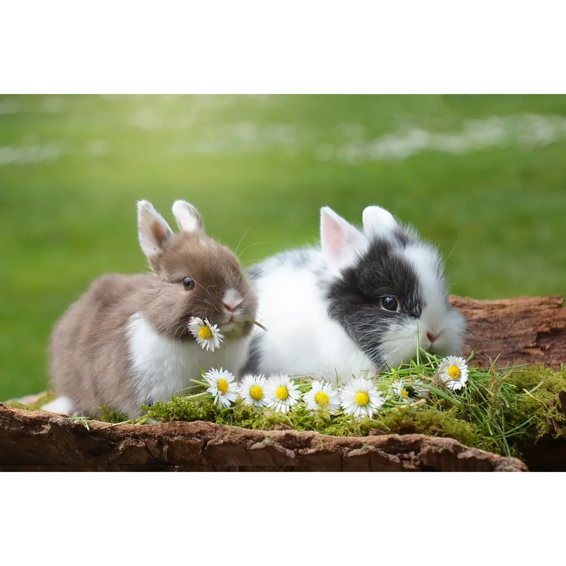 Изображение для выбора фрагмента
